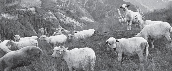 Let’s talk about faith DIY