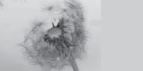 佳种飘飞遍全球