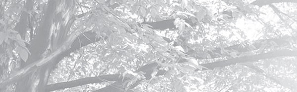 尼哥的一片葉子