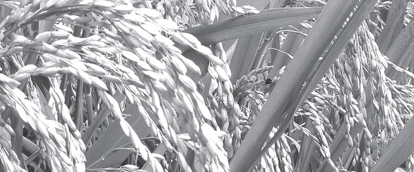 May you live in the fullness of Christ!