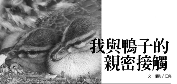 我與鴨子的親密接觸