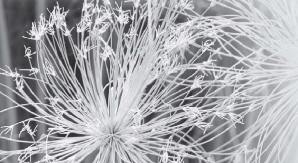 落在棕櫚灘的紙莎草