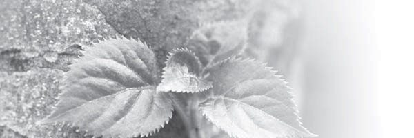 Restoring the abundance of life