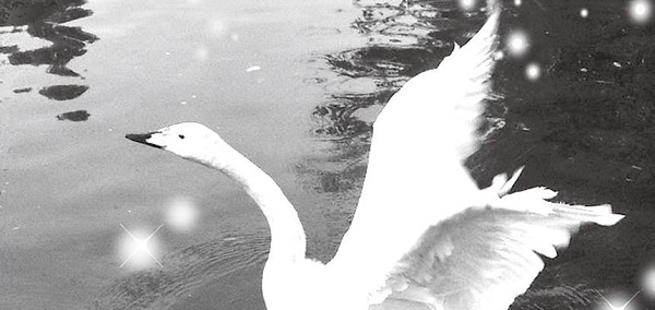 The ugly duckling's swan dream