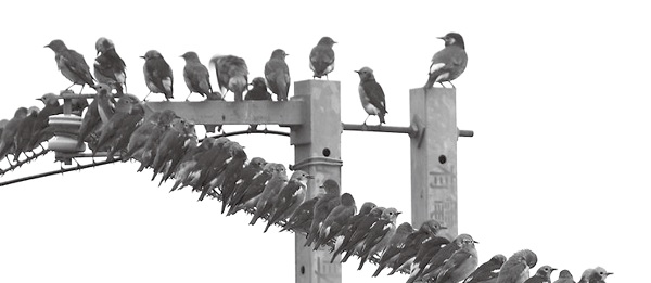 Winter bird associations