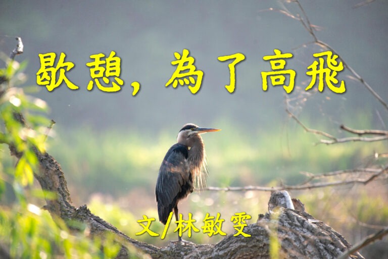 歇憩，为了高飞